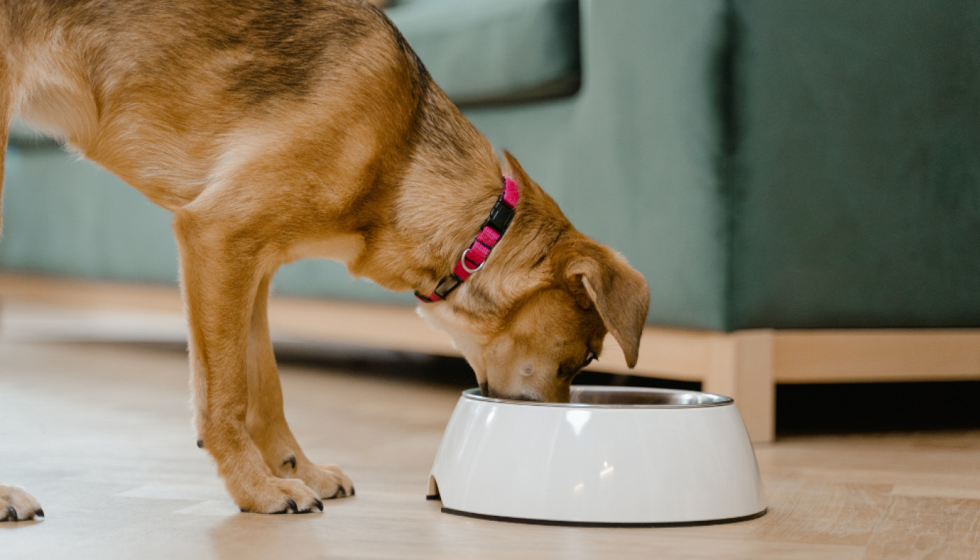 Qu'est ce que les croquettes digestives pour chien ont de spécial ?